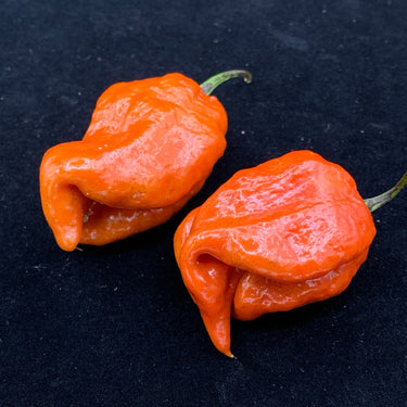 7 Pot Defcon - Seeds - The Pepper Pantry (Formerly Marie Sharp's)